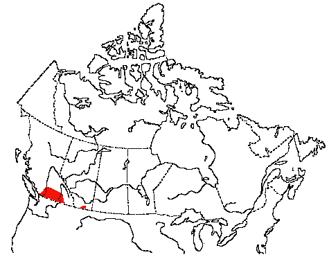 Map of Chukar in Canada