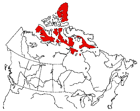 Map of Ruddy Turnstone in Canada