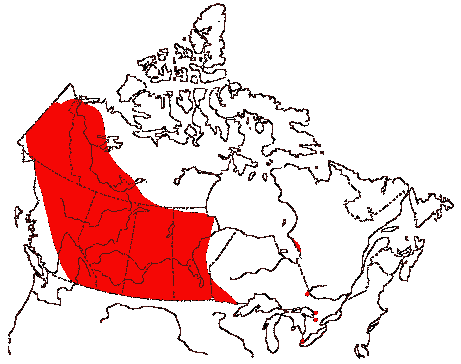 Map of Lesser Scaup in Canada