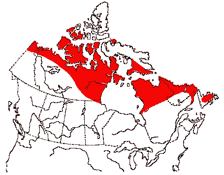 Map of Rough-legged Hawk in Canada