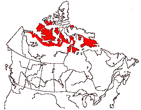 Map of White-rumped Sandpiper in Canada
