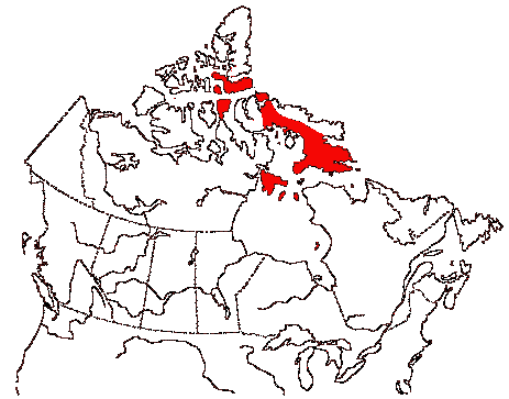 Map of Purple Sandpiper in Canada
