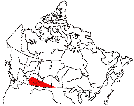Map of Lark Bunting in Canada