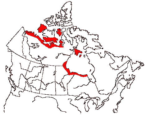 Map of Pectoral Sandpiper in Canada