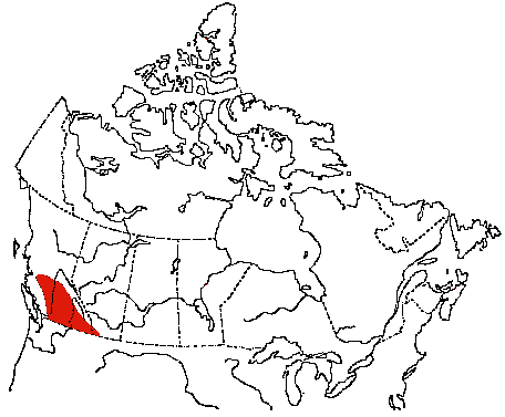 Map of Cassin's Finch in Canada