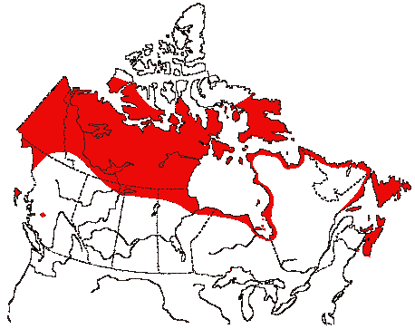 Map of Semipalmated Plover in Canada