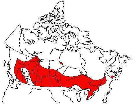 Map of Black Tern in Canada