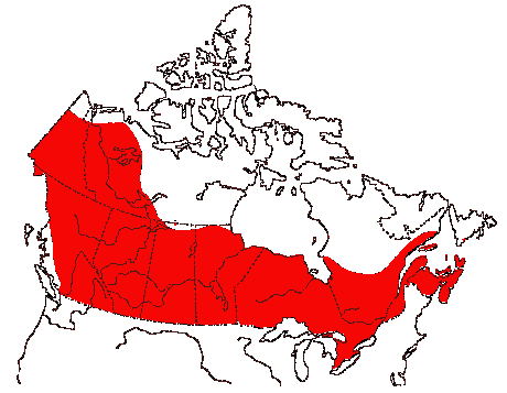 Map of Northern Harrier in Canada