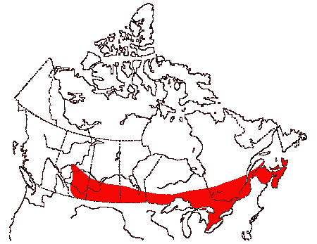Map of Black-billed Cuckoo in Canada