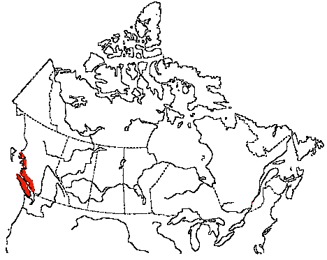 Map of Band-tailed Pigeon in Canada