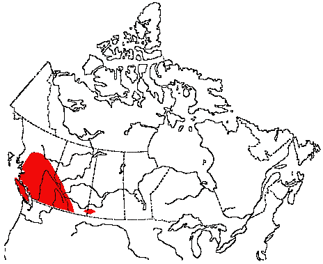 Map of Audubon's Warbler in Canada
