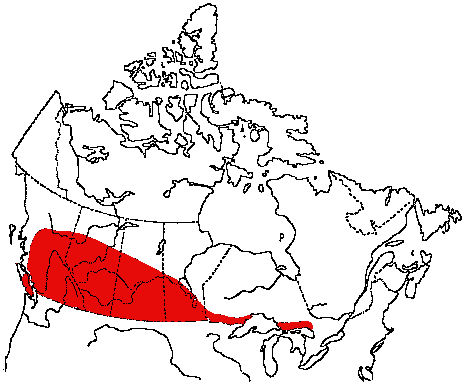 Map of Brewer's Blackbird in Canada
