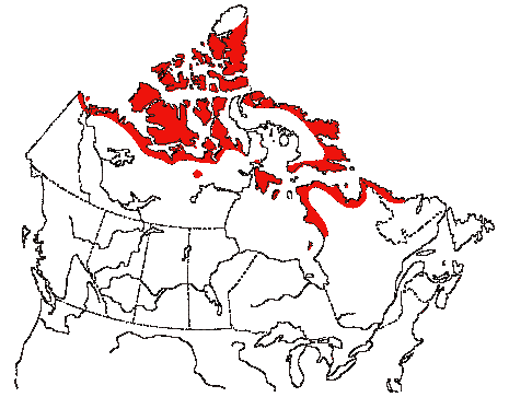 Map of Glaucous Gull in Canada