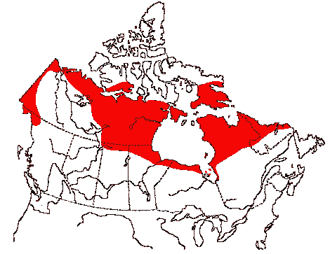 Map of Red-necked Phalarope in Canada
