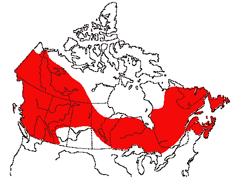 Map of White-winged Crossbill in Canada