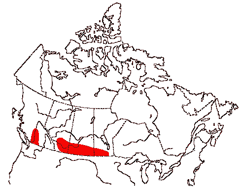 Map of Long-billed Curlew in Canada