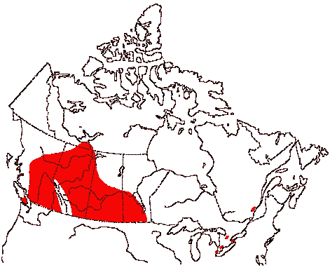 Map of Ruddy Duck in Canada
