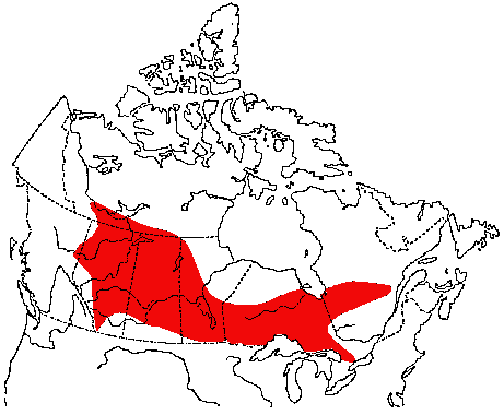 Map of Le Conte's Sparrow in Canada