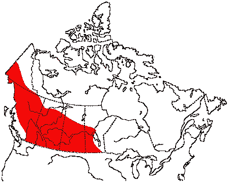 Map of Black-billed Magpie in Canada
