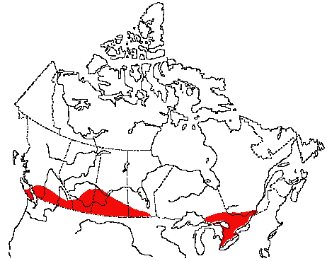 Map of Rufous-sided Towhee in Canada
