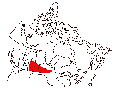 Map of American Avocet in Canada