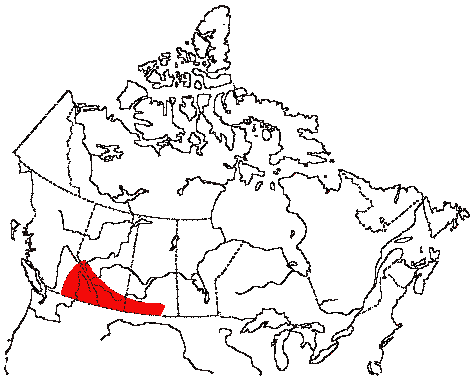 Map of Rock Wren in Canada