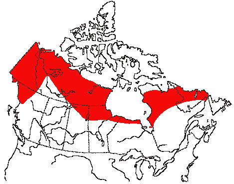 Map of American Tree Sparrow in Canada