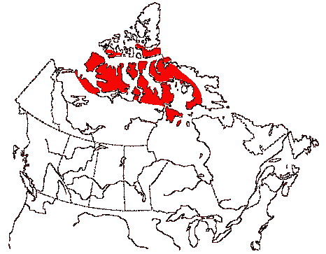 Map of Black-bellied Plover in Canada