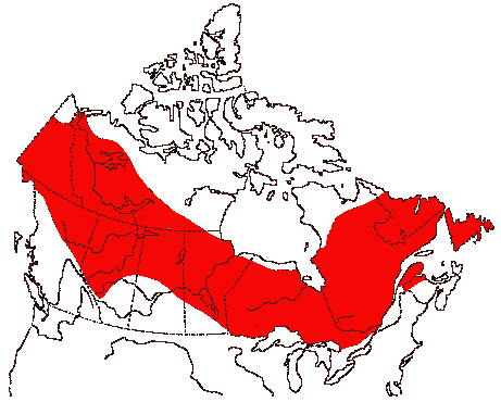 Map of Northern Hawk Owl in Canada