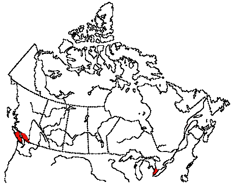 Map of Bewick's Wren in Canada