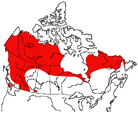 Map of White-crowned Sparrow in Canada