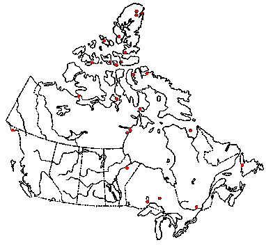 Map of <i>Arrhenia lobata</i> in Canada