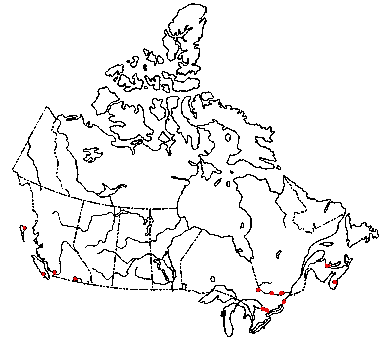 Map of Conifer-cone Baeospora in Canada