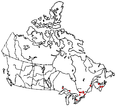 Map of Golden-scruffy Collybia in Canada