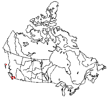 Map of <i>Hemimycena tortuosa</i> in Canada