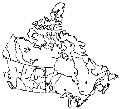 Map of <i>Lyophyllum gibberosum</i> in Canada