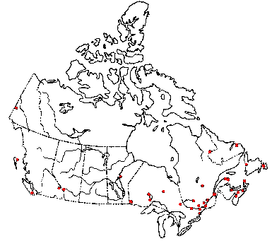Map of <i>Marasmius androsaceus</i> in Canada