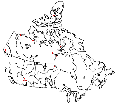 Map of <i>Marasmius epidryas</i> in Canada