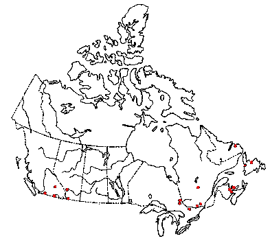 Map of <i>Marasmiellus filopes</i> in Canada