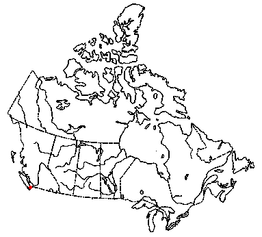 Map of <i>Marasmius plicatulus</i> in Canada