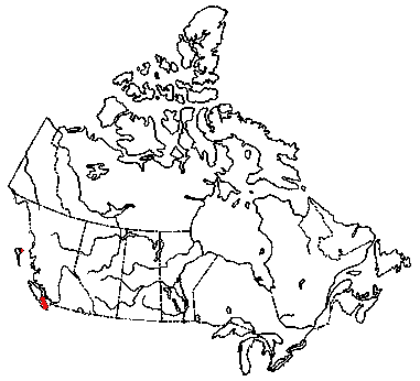 Map of <i>Marasmius salalis</i> in Canada