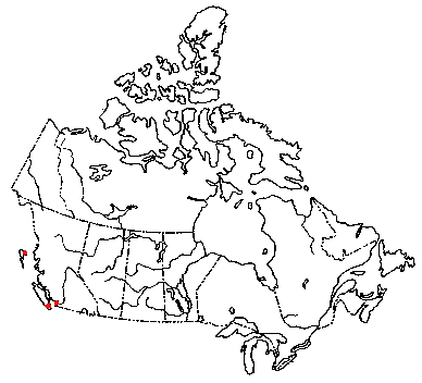 Map of <i>Panellus longinquus</i> in Canada