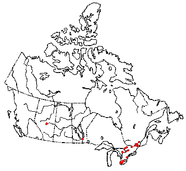 Map of Netted Rhodotus in Canada