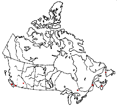 Map of <i>Strobilurus albipilatus</i> in Canada
