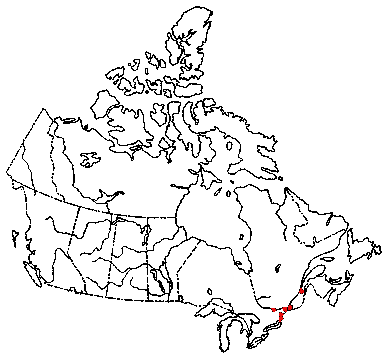 Map of <i>Tetrapyrgos nigripes</i> in Canada