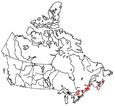 Map of <i>Xerula furfuracea</i> in Canada