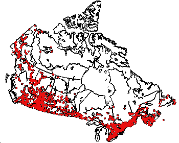 Map of Clouded sulphur (Colias philodice) in Canada