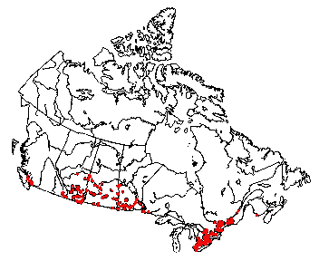 Map of Silver-spotted skipper (Epargyreus clarus) in Canada
