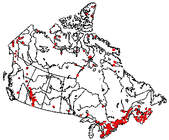 Map of American copper (Lycaena phlaeas) in Canada