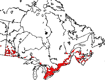Map of Eastern black swallowtail (Papilio polyxenes) in Canada